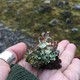 OzymanMyces