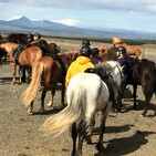 Horse Nutrition with Mad Barn