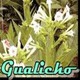 Gualicho (150) 20 de setiembre 2018