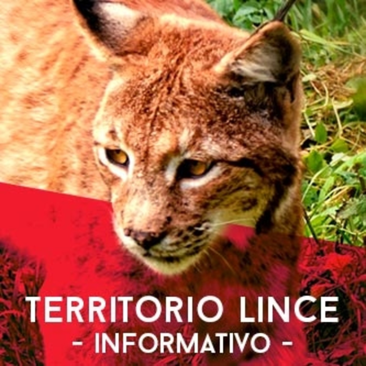 Territorio Lince: Informativo