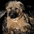 Podcast Amor Canino Podcast