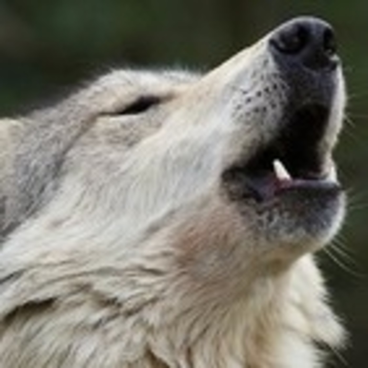 Bono El Lobo Estepario 