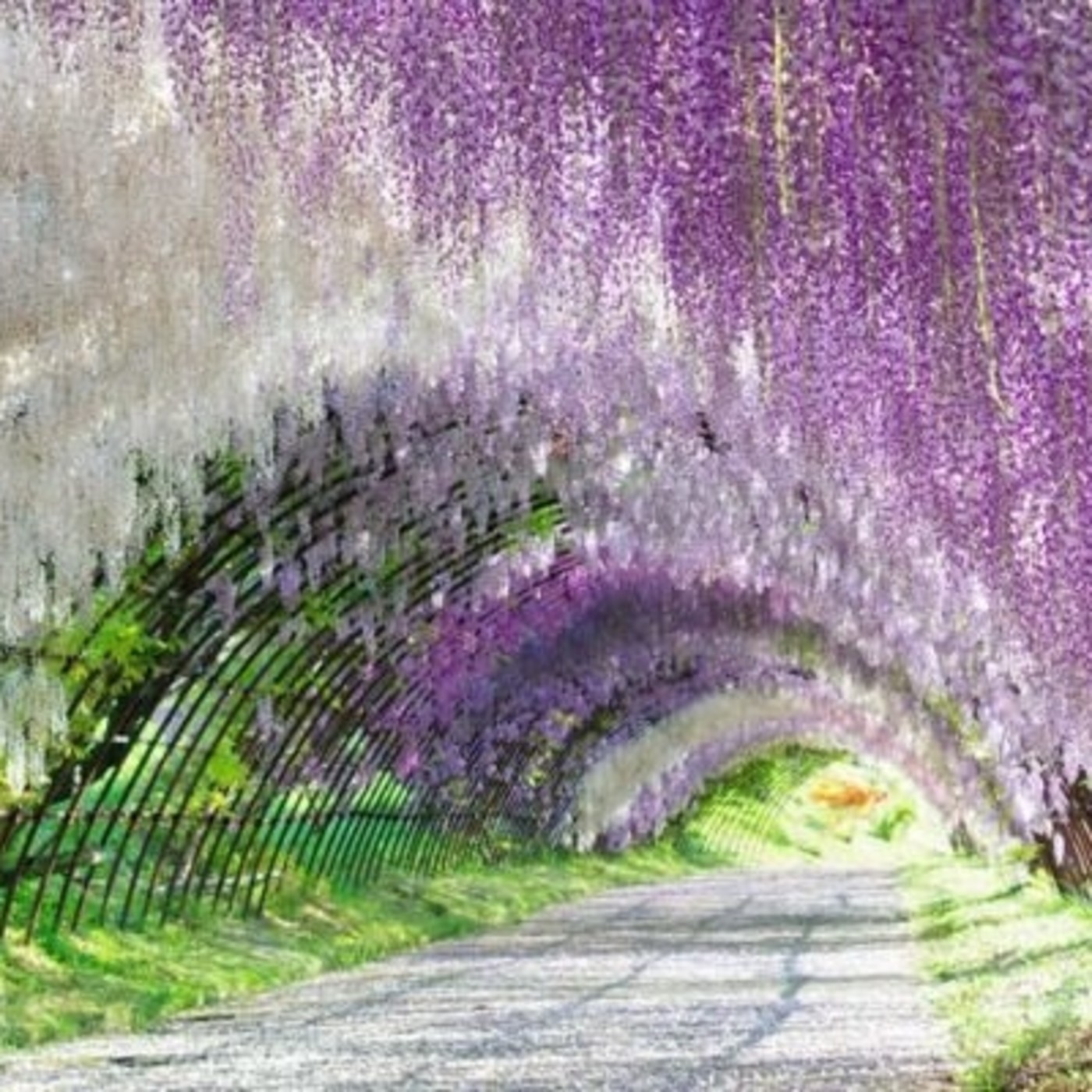 Alexa Neftalí Briones Kim