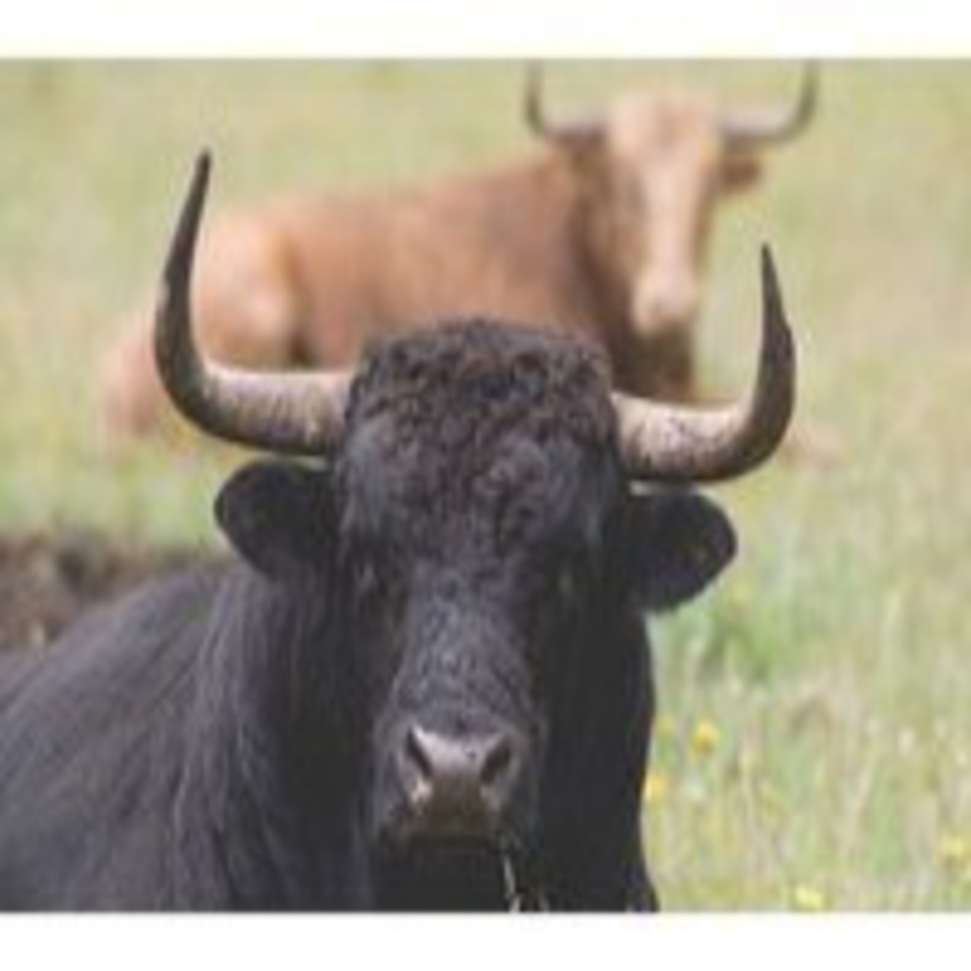 Podcast La Ruta del Toro Colombia