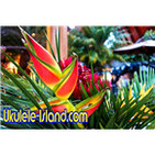- Aloha Joe's Ukulele Island